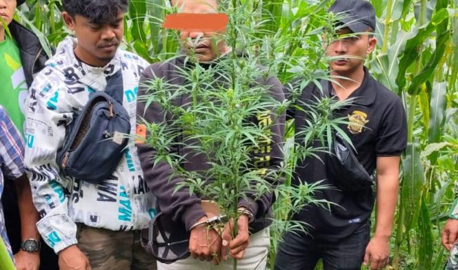 
					Tanam Ganja di Ladang, SRC Diringkas Polres Dairi Bersama Kodim 0206 Dairi