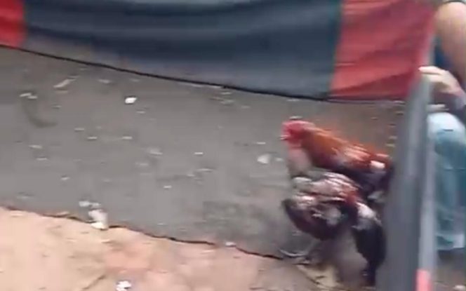 
					Scrensot: Rekaman video kiriman warga menunjukkan banyak pengunjung memadati arena sabung ayam di perbatasan Purwosari-Wonorejo. (foto/warga)